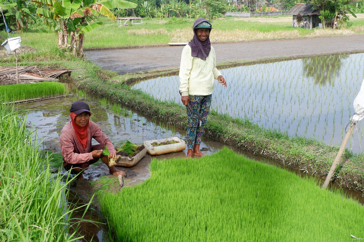 Bali Herbal Walks